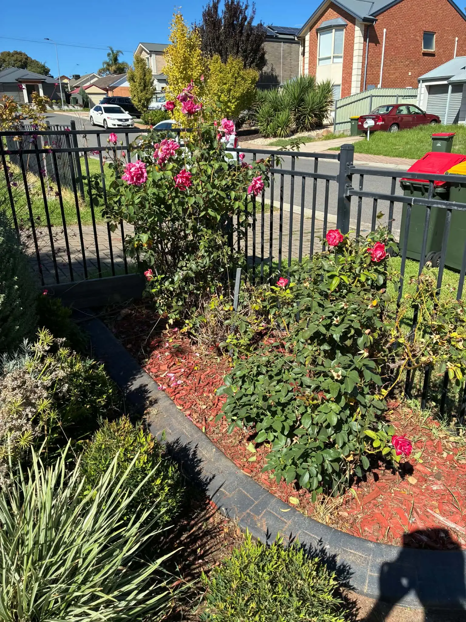 A rose bed along a black front fence after pruning and tidying.